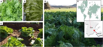 Small RNA-Seq to Characterize Viruses Responsible of Lettuce Big Vein Disease in Spain